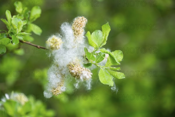 Eastern crack-willow (Salix euxina), pussy willow, seeds in spring, detail, Upper Palatinate,