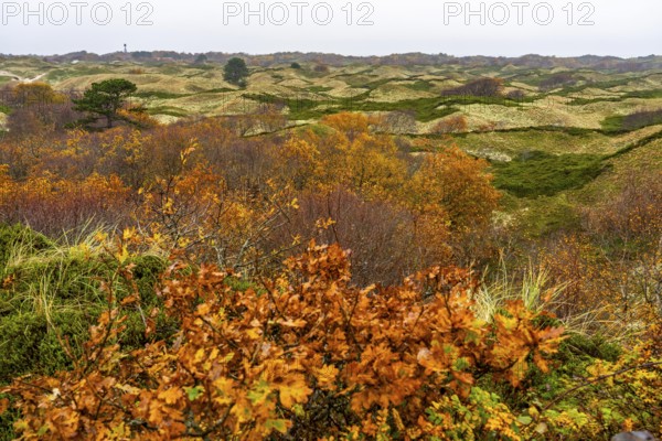 Dune sheep of Ostplate, in the east of the East Frisian island of Spiekeroog, autumn, brown dunes,