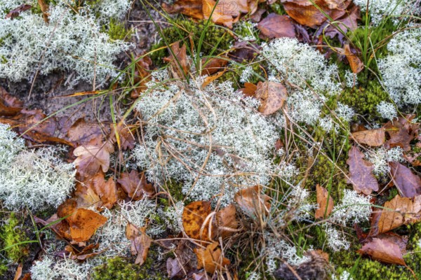 North Sea, Spiekeroog island, autumn, dune landscape, lichens and mosses, Ostplate, Lower Saxony,