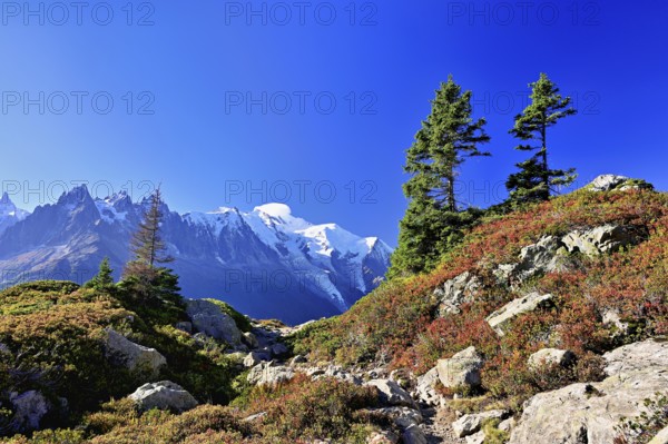 Firs stand in an autumnal landscape with the snow-covered Mont Blanc massif in the background,