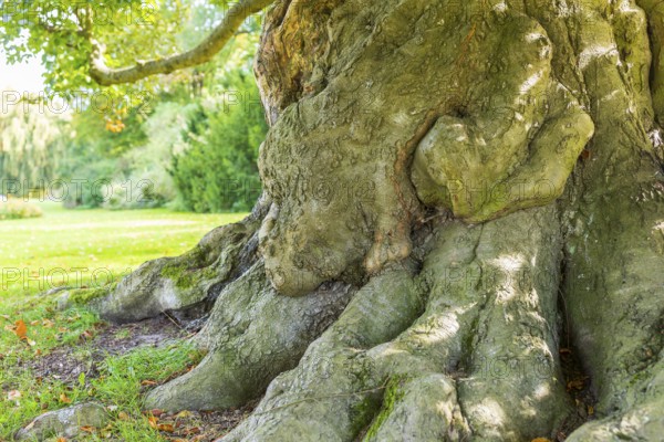 Tree trunk and roots of an old beech tree in Muskauer Park, UNESCO World Heritage, Bad Muskau,