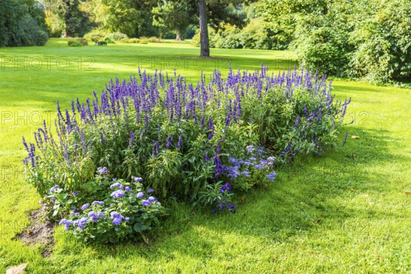 Flower bed with various purple perennials in Muskauer Park, UNESCO World Heritage, Bad Muskau,