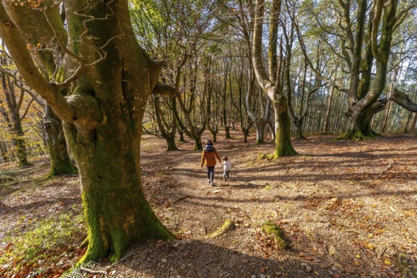 Mother and child are walking hand in hand on a winding path through a beautiful autumn forest with