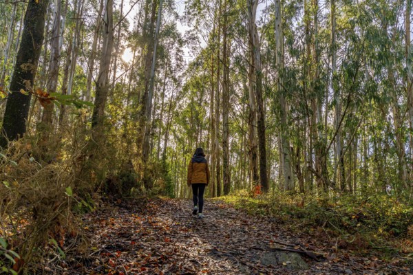 Woman is walking along a tranquil path covered with fallen leaves, enjoying a peaceful outdoor hike
