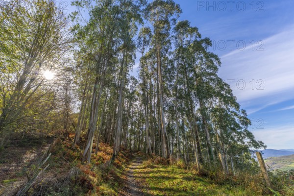 Eucalyptus trees lining a narrow hiking path on a hillside in the autumnal basque country, with