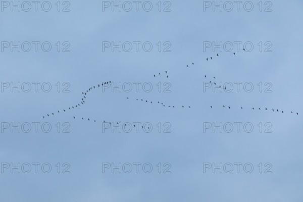 Flock of birds, cranes, Tister Bauernmoor, Tiste, Samtgemeinde Sittensen, Lower Saxony, Germany