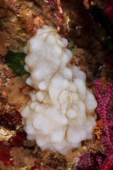 White sea silk (Phallusia mammillata) nestles against the colorful corals of the seabed in the