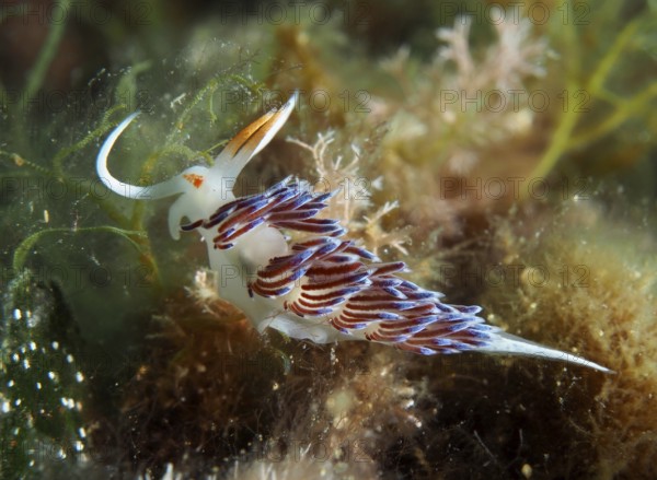 Thread snail with shimmering blue details, migratory thread snail (Cratena peregrina), on an