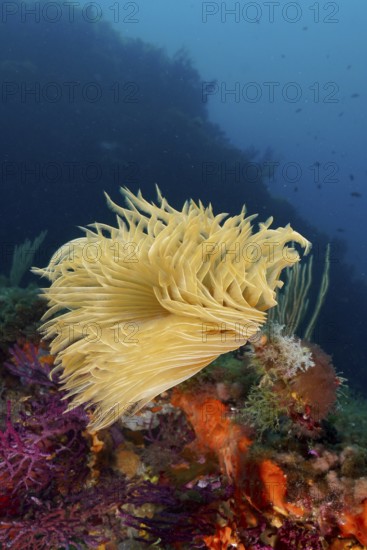 Underwater world with a glowing screw sabella (Sabella spallanzanii), tube worm, and colorful