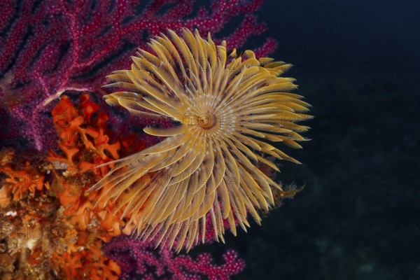 Colourful tube worm, screw sabelle (Sabella spallanzanii), above glowing corals in a detailed