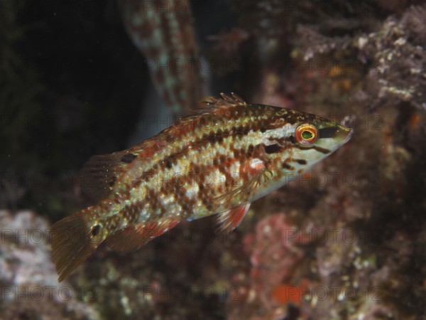 Brown-red peacock wrapfish (Symphodus tinca) in textured underwater environment, natural scene in