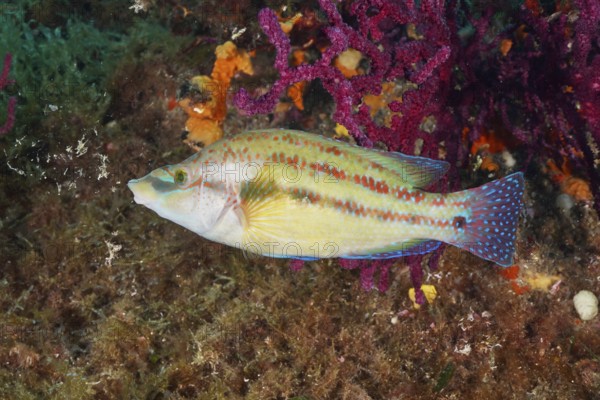 Colourful peacock wrapfish (Symphodus tinca) in front of bright soft corals and underwater plants