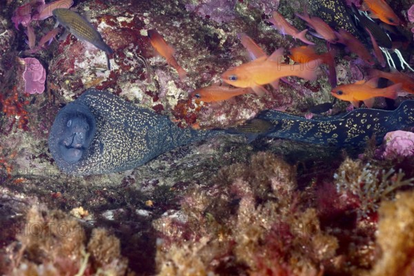 Mediterranean moray eel (Muraena helena) and orange fish, mullet king (Apogon imberbis), in a