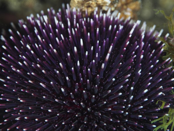 Purple sea urchin (Sphaerechinus granularis) with long, pointed spines in an underwater environment