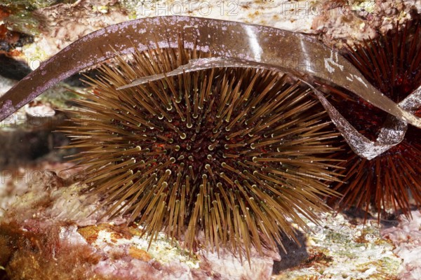 A sea urchin, rock sea urchin (Paracentrotus lividus) with long, thin spines between seaweed and