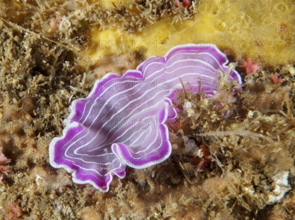 Pink-purple variable flatworm (Prostheceraeus giesbrechtii) with wavy stripes on a seabed in the