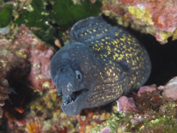 Mediterranean moray (Muraena helena) with open mouth hidden in the reef in the Mediterranean near