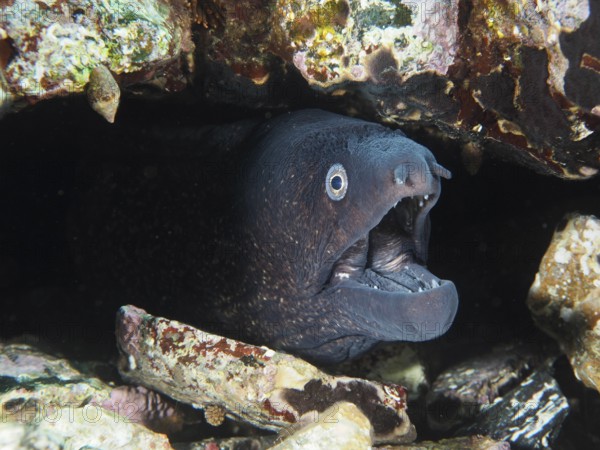 Mediterranean moray (Muraena helena) opens its mouth in a rocky hideaway in the Mediterranean near