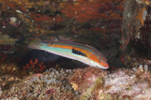 Colourful merjunker (Coris julis) swims close to rocks in an underwater landscape in the
