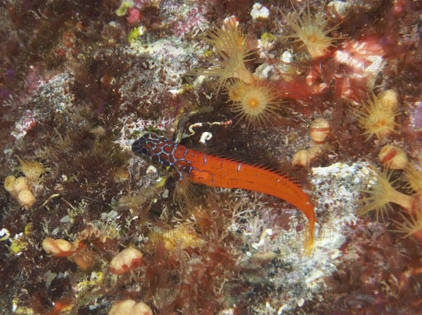 Vivid orange fish, dwarf pointed hagfish (Tripterygion melanurus), in a colorful reef in the
