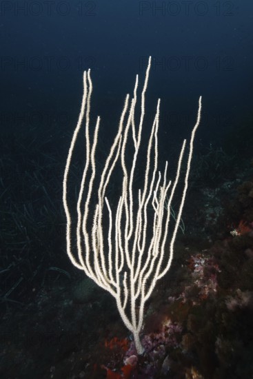 White, filigree coral species, white gorgonia (Eunicella singularis) in the Mediterranean near