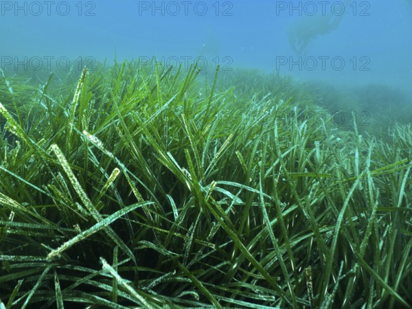 Dense growth of Neptune grass (Posidonia oceanica) underwater with a diver in the background in the