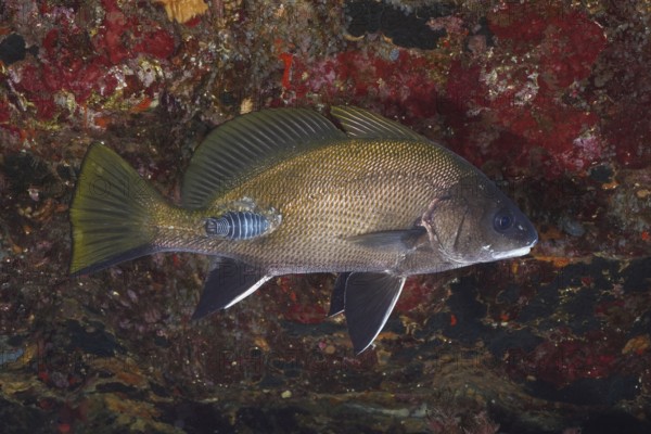 A sea raven (Sciaena umbra) with a woodlice (Anilocra), parasite, swims near rocks rich in texture