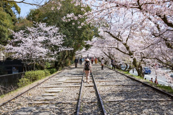 Keage Incline, Old Tracks, Blooming Cherry Trees on Disused Tracks, Hanami, Cherry Blossoms in
