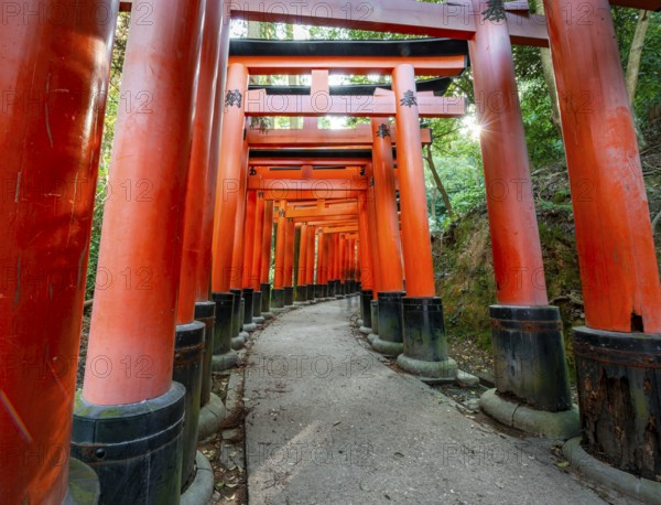 Walk through hundreds of red traditional torii gates, Fushimi Inari Taisha, Shinto Shrine, Sun