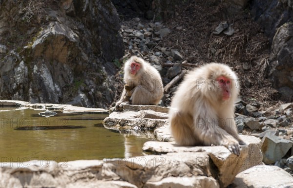 Japanese macaques (Macaca fuscata) sitting on rocks near water, Yamanouchi, Nagano Prefecture,