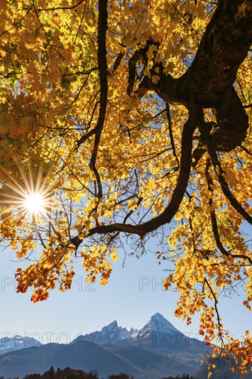 Watzmann under an autumn-colored tree, Bischofswiesen, Berchtesgadener Land, Upper Bavaria,