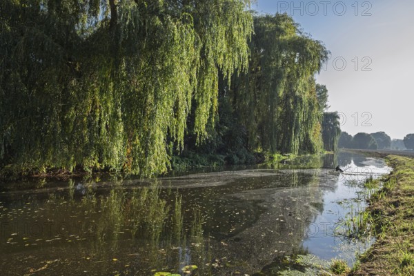 A quiet river landscape with hanging willows and green surroundings, Dinkel River, Heek-Nienborg,