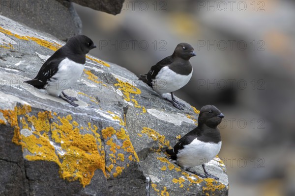 Three little auks, dovekies (Alle alle) perched on rock on top of sea cliff along the Arctic Ocean