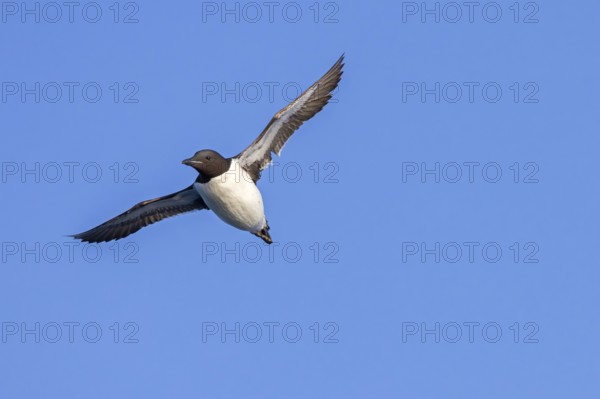 Thick-billed murre, Brünnich's guillemot (Uria lomvia lomvia) flying against blue sky in summer,