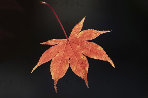 Red fan maple (Acer palmatum atropurpureum) leaf in backlight, Bavaria, Germany