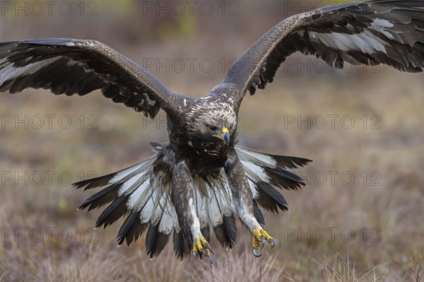 European golden eagle (Aquila chrysaetos chrysaetos) juvenile showing large talons in flight while