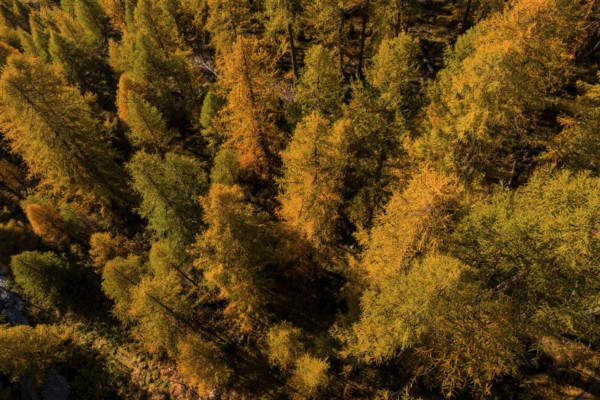 Larch, larch forest, autumn, autumn color, morning light, sunny, aerial view, Lake Sils, Engadin,