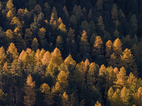 Larch, larch forest, autumn, autumn color, morning light, aerial view, Morteratsch Valley, Engadin,