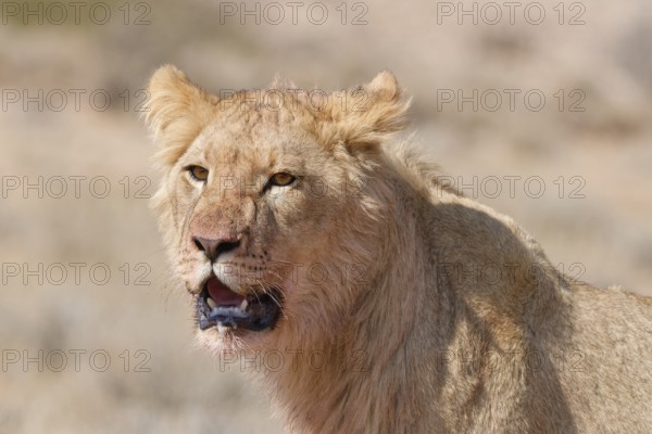 African lion (Panthera leo), young male, looking at camera, head close-up, alert, animal portrait,