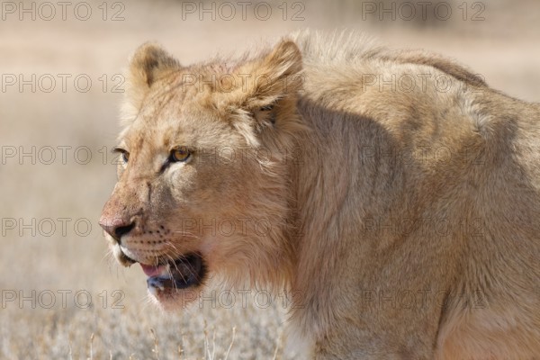 African lion (Panthera leo), young male walking, head close-up, alert, Kgalagadi Transfrontier