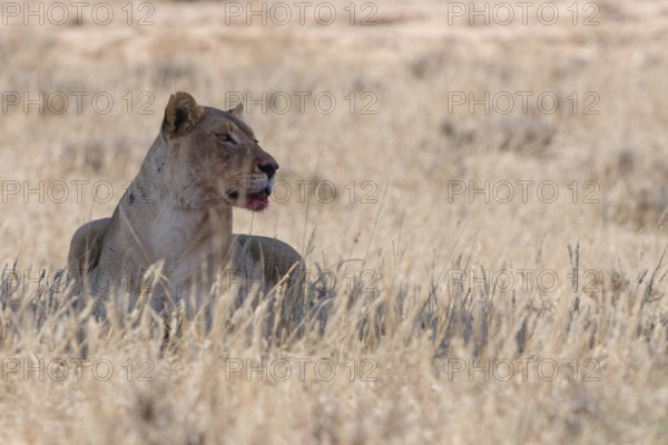 African lioness (Panthera leo), adult female resting in the shade, in tall dry grass, alert,