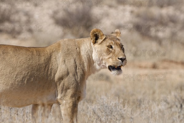 African lioness (Panthera leo), adult female standing in tall dry grass, alert, Kgalagadi