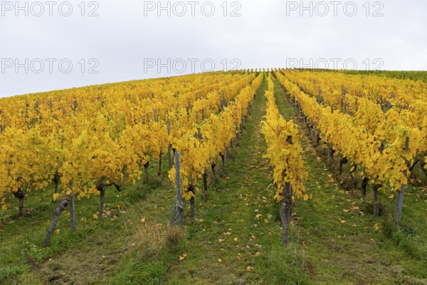 Rows of vines with yellow leaves in autumn. Symmetrical pattern on green ground, near Strümpfelbach
