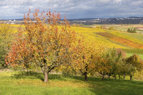 Colourful fruit trees and vineyards stretch under a dramatic sky in the distance, near