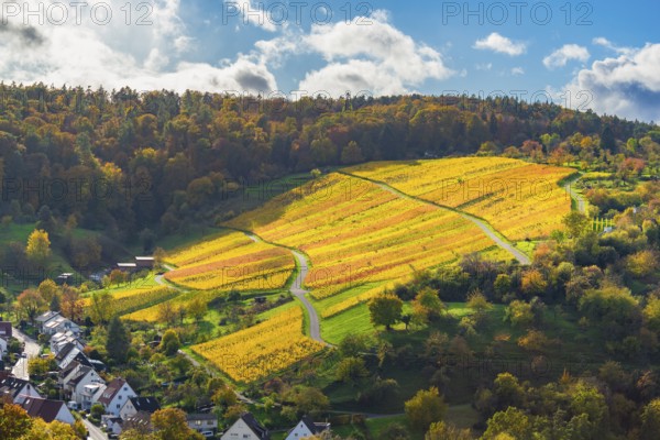 Golden vines on a hilly area in sunny autumn weather, Strümpfelbach im Remstal, Baden-Württemberg,