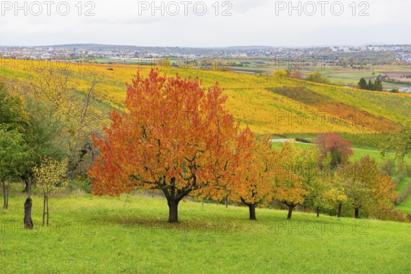 Red cherry trees with red leaves in front of colorful vineyards under lively skies, near