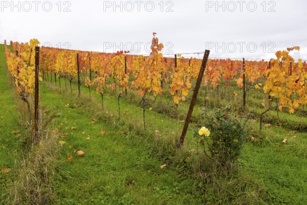 Vineyard in autumn with yellow leaves. Green spaces and lively atmosphere, yellow rose, near