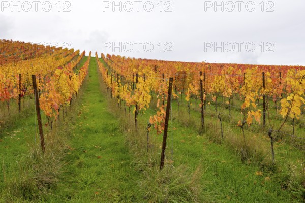 A perspective view of a vineyard with yellow and red leaves in autumn, near Strümpfelbach im