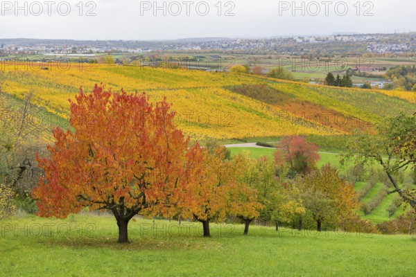Cherry trees with red leaves in an autumn landscape with vineyards in the background, near
