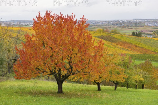 Red cherry trees with autumn-colored foliage in a hilly landscape, near Strümpfelbach im Remstal,